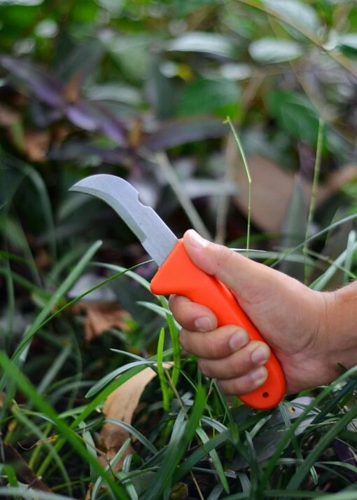 Hawkbill Knife -Garden Supplies Sales 2024 DSC 4121