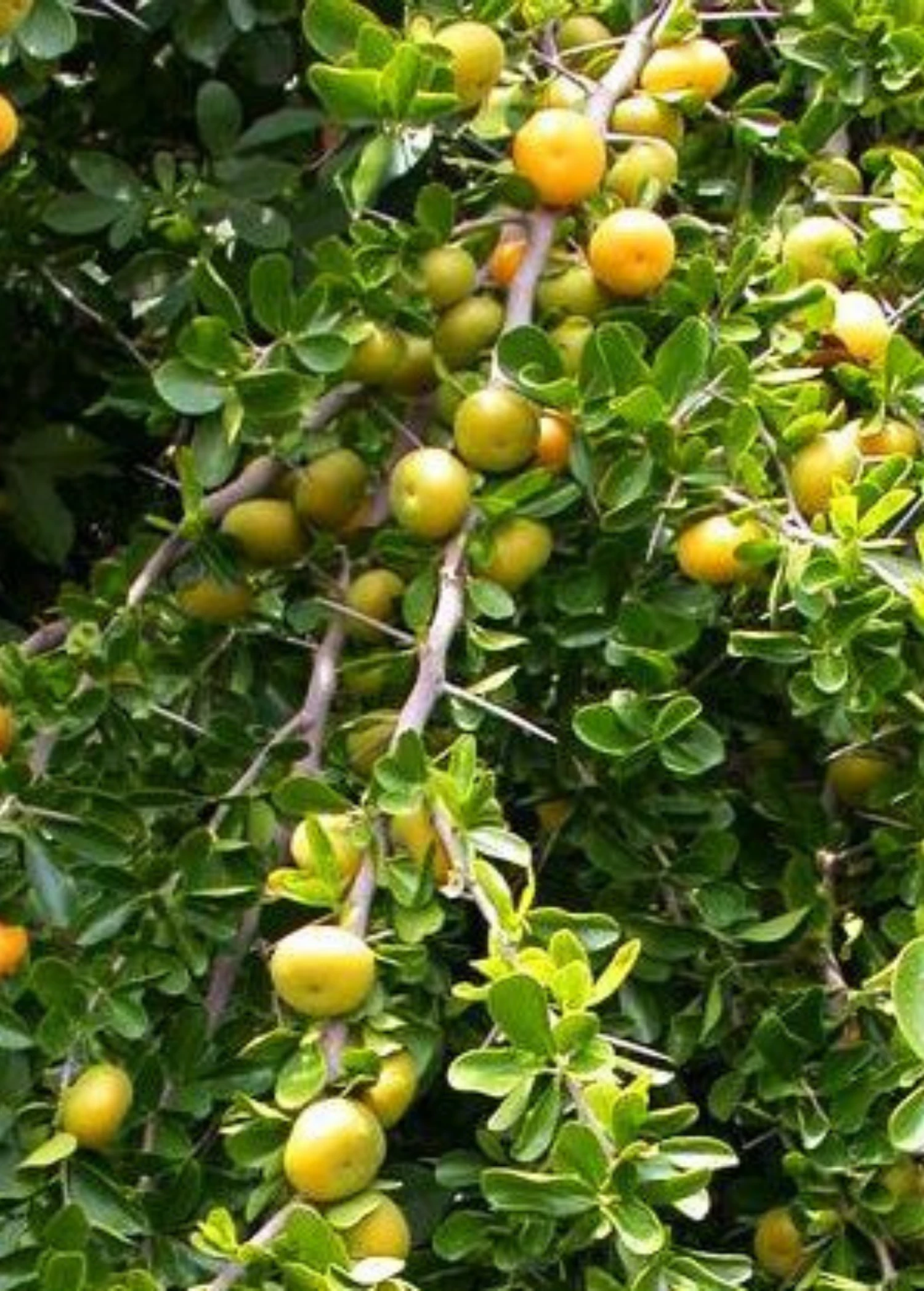 Kei Apple (Dovyalis Caffra) 2 Kei Apple (Dovyalis Caffra) - Image 2