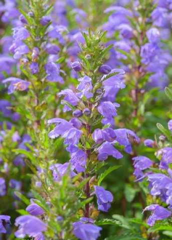 Moldavian Balm ‘Dragon Balm’ (Dracocephalum Moldavica) 1 Moldavian Balm ‘Dragon Balm’ (Dracocephalum Moldavica)