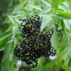 Elderberry, Florida Native (Sambucus Canadensis)