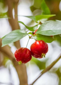 Surinam Cherry Seedling (Eugenia Uniflora) -Garden Supplies Sales 2024 Eugenia uniflora surinam cherry fruit