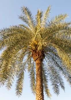 Sylvester Palm (Phoenix Sylvestris)