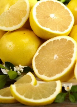 White Grapefruit (Citrus Paradisi) -Garden Supplies Sales 2024 F8990AC5 94C1 434D 8FC4 AE9681B74AB8