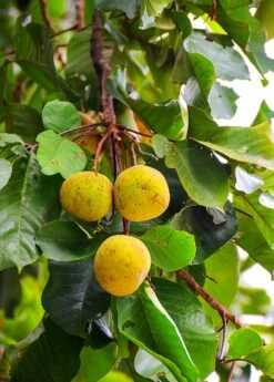 Santol (Sandoricum Koetjape) 6 Santol (Sandoricum Koetjape) -Garden Supplies Sales 2024 Fresh santol on tree