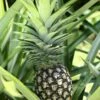 Pineapple 'White Jade' (Ananas Comosus)