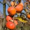 Persimmon 'Fuyu' (Diospyros Kaki)