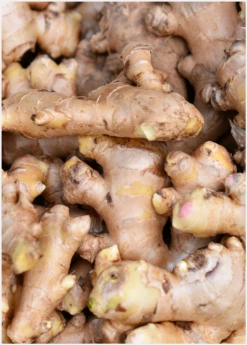 Ginger, Yellow (Zingiber Officinale) -Garden Supplies Sales 2024 Ginger Roots