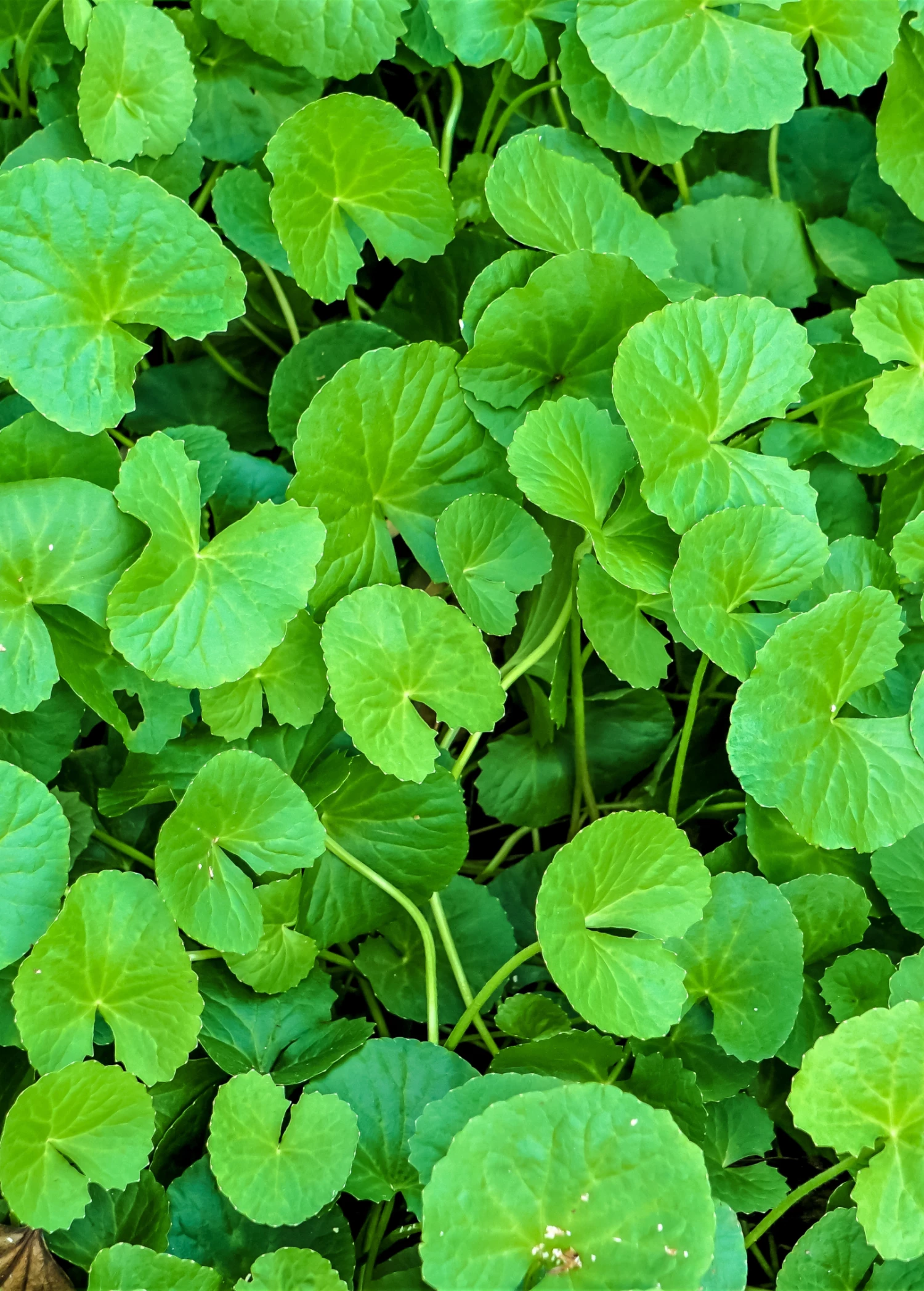Gotu Kola (Centella Asiatica) 1 Gotu Kola (Centella Asiatica)
