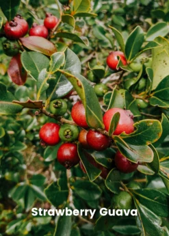 Guava Bundle: Strawberry Guava & Lemon Guava -Garden Supplies Sales 2024 GuavaBundle StrawberryGuavaandLemonGuavaplantsforSale SowExotic.com
