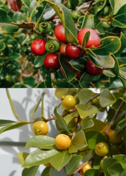 Guava Bundle: Strawberry Guava & Lemon Guava