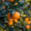 Hamlin Sweet Orange (Citrus X Sinensis ‘Hamlin’)