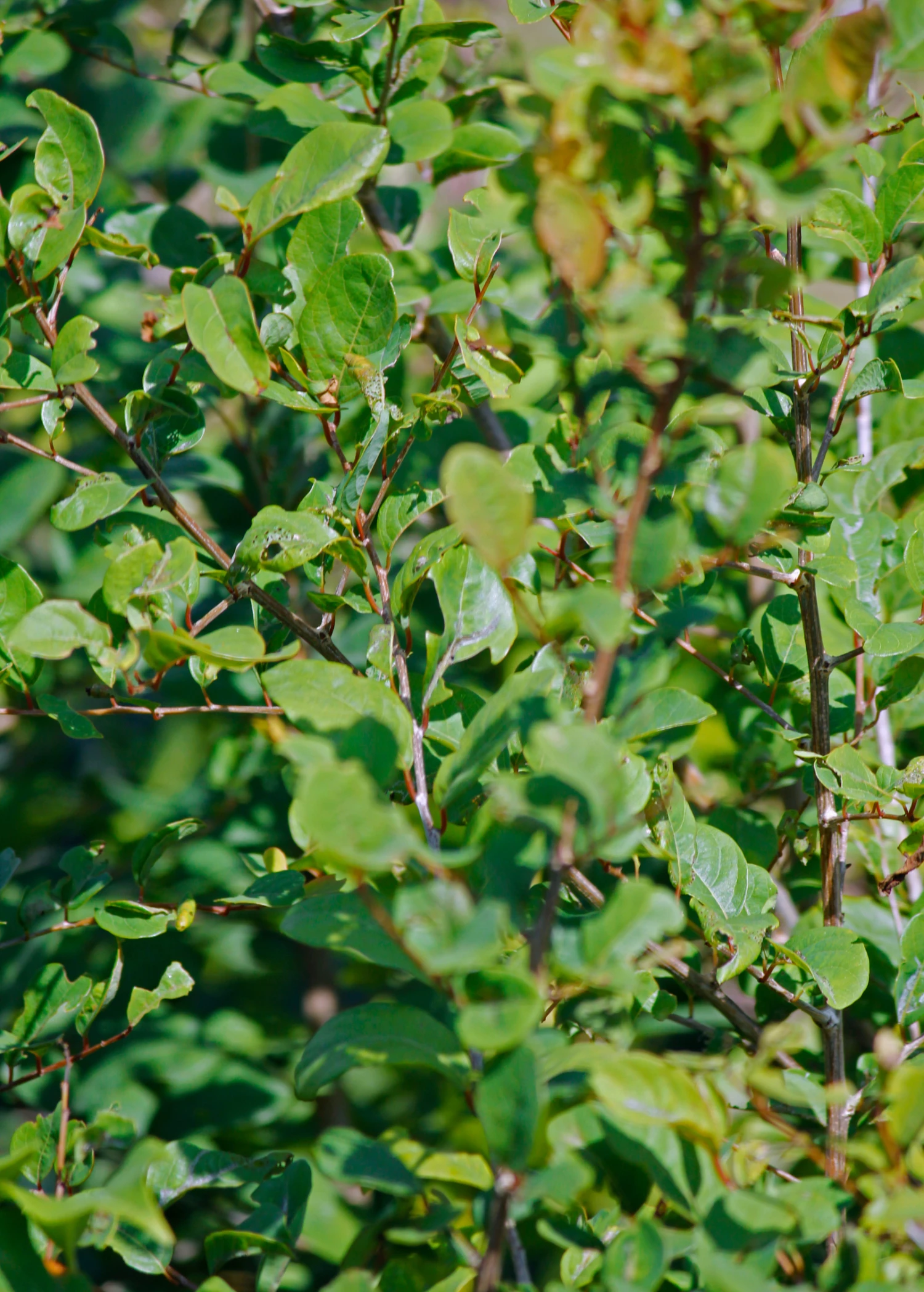 Henna (Lawsonia Inermis) 3 Henna (Lawsonia Inermis) - Image 3