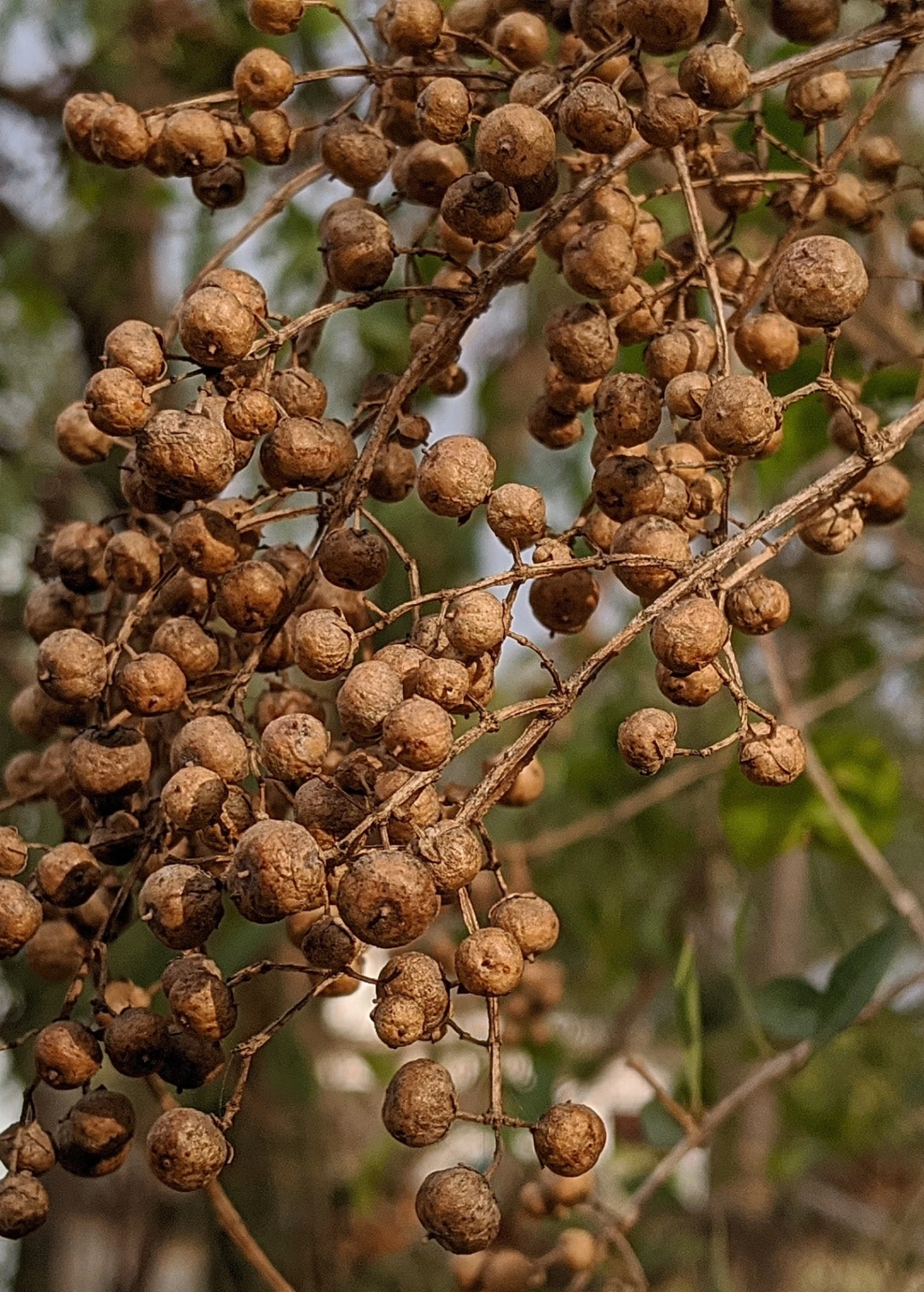 Henna (Lawsonia Inermis) 2 Henna (Lawsonia Inermis) - Image 2