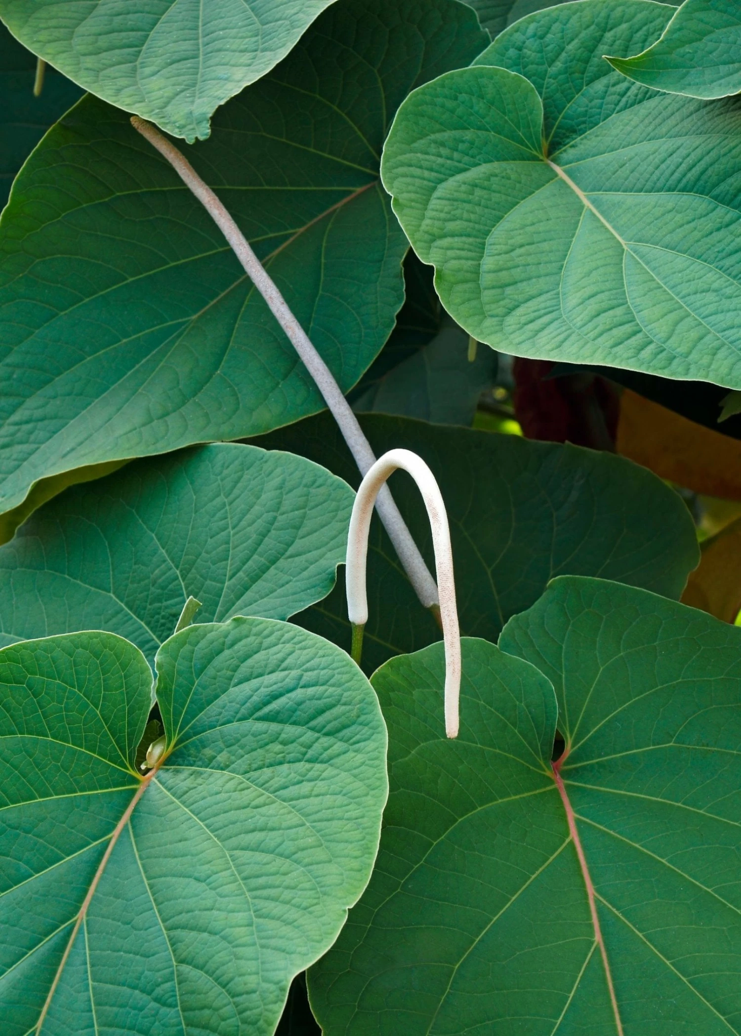 Hoja Santa (Piper Auritum) 1 Hoja Santa (Piper Auritum)