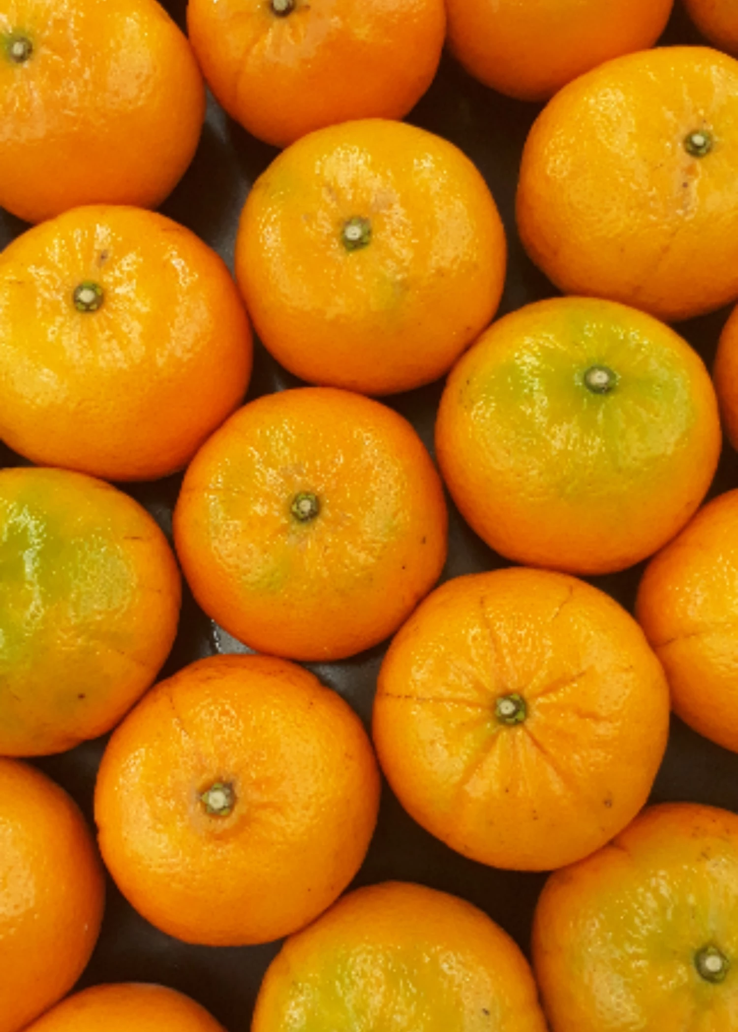 Murcott (Citrus X Nobilis) 1 Murcott (Citrus X Nobilis)