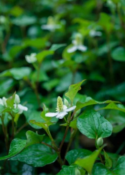 Giâp Cá, Fish Mint (Houttuynia Cordata) 6 Giâp Cá, Fish Mint (Houttuynia Cordata) -Garden Supplies Sales 2024 Houttuyniacordatafishmintplantforsalesowexotic 1