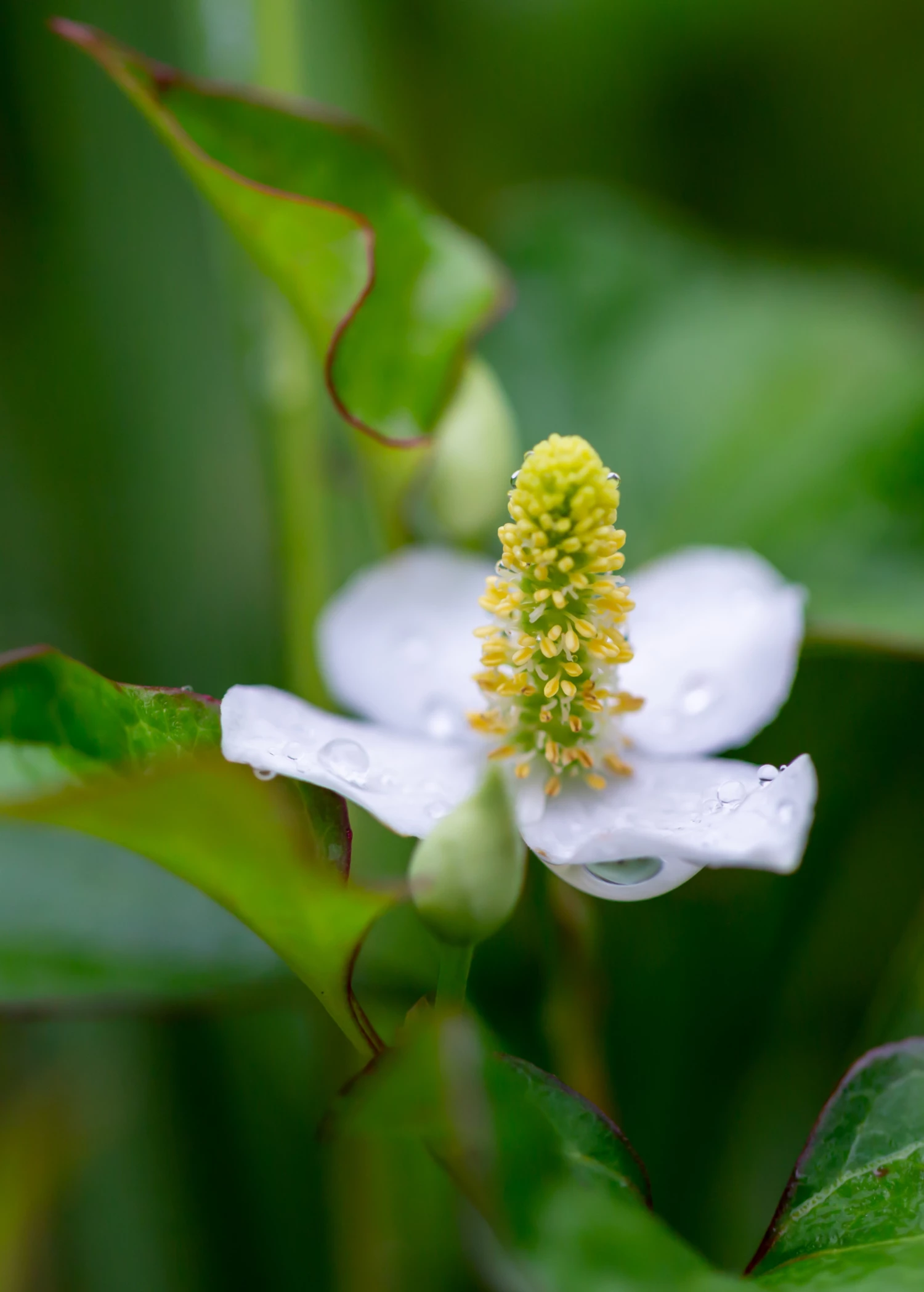 Giâp Cá, Fish Mint (Houttuynia Cordata) 2 Giâp Cá, Fish Mint (Houttuynia Cordata) - Image 2