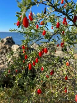 Christmasberry (Lycium Carolinianum) -Garden Supplies Sales 2024 IMG 0088