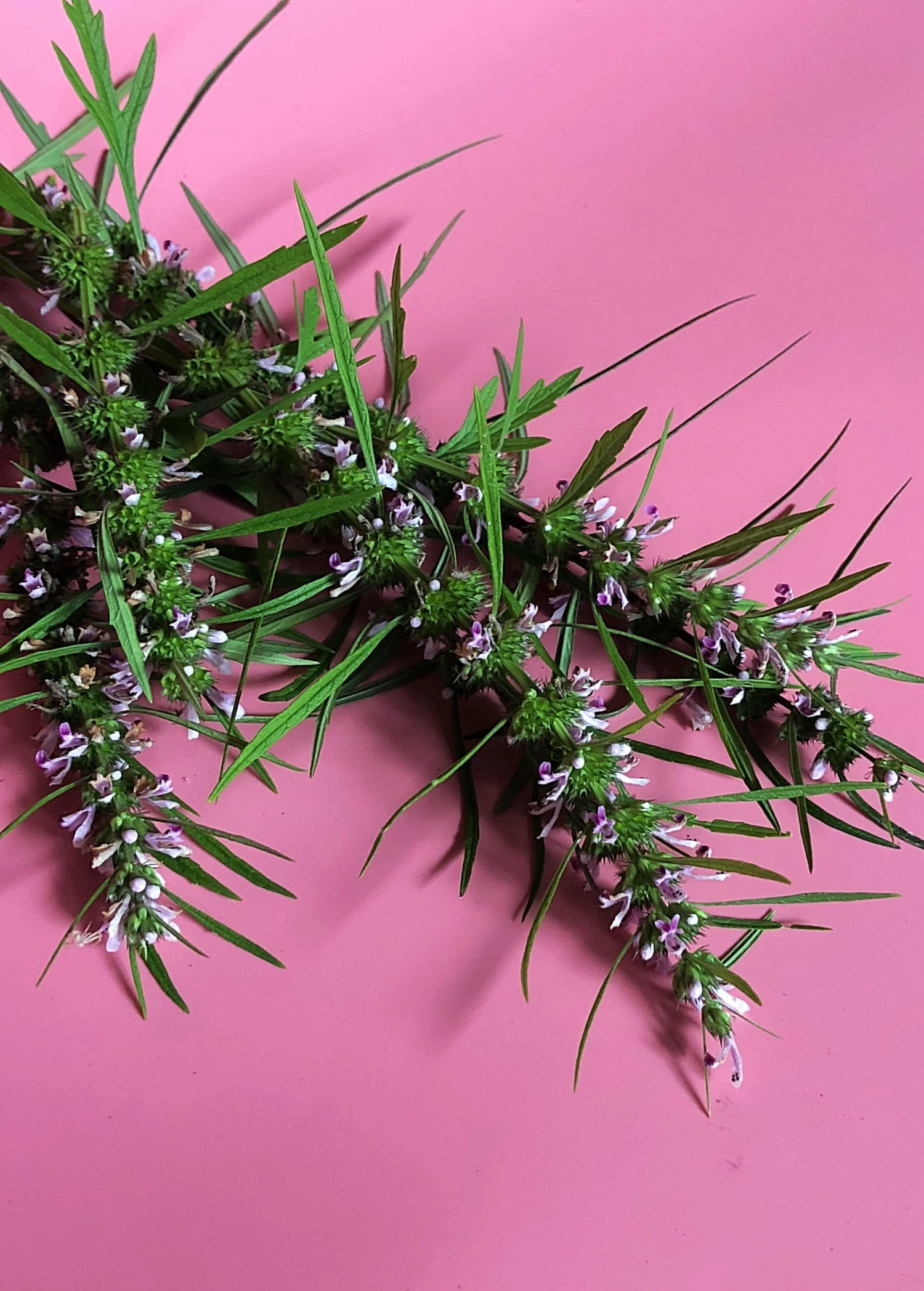 Siberian Motherwort (Leonurus Sibiricus) 1 Siberian Motherwort (Leonurus Sibiricus)