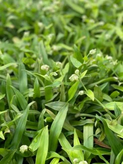 Beijing Grass (Murdannia Loriformis) -Garden Supplies Sales 2024 IMG 8630