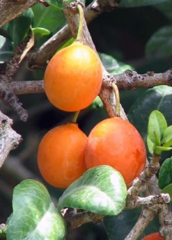 Imbe (Garcinia Livingstonei) -Garden Supplies Sales 2024 Imbe Garcinialivingstonei raretropicalfruittreesowexoticplantnursery