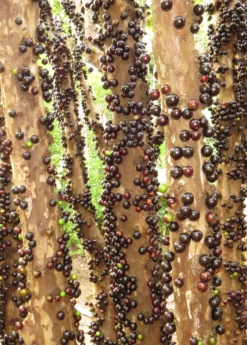 Jabuticaba (Plinia Cauliflora) -Garden Supplies Sales 2024 Jabuticabafruittreeforsalesowexotic