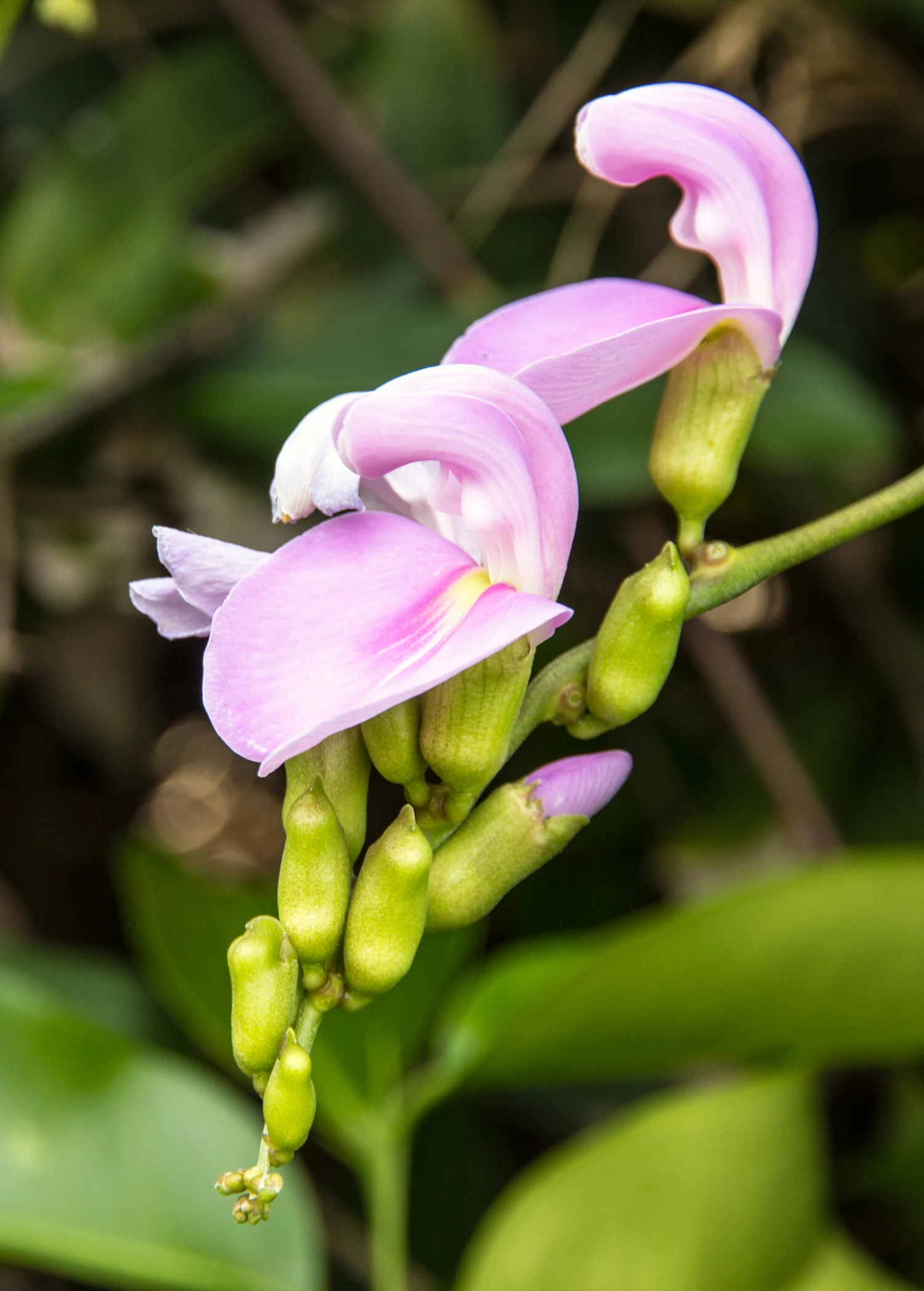 Jackbean (Canavalia Ensiformis) 2 Jackbean (Canavalia Ensiformis) - Image 2