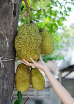 Jackfruit 'Black Gold' (Artocarpus Heterophyllus) -Garden Supplies Sales 2024 Jackfruit hanging on the tree