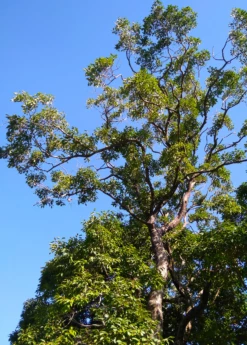 Jamun (Syzygium Cumini) -Garden Supplies Sales 2024 JamunTreesforsale SowExotic.com 2