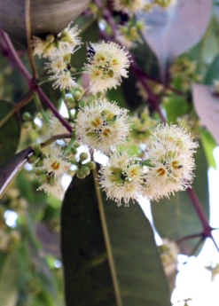 Jamun (Syzygium Cumini) -Garden Supplies Sales 2024 JamunTreesforsale SowExotic.com 6