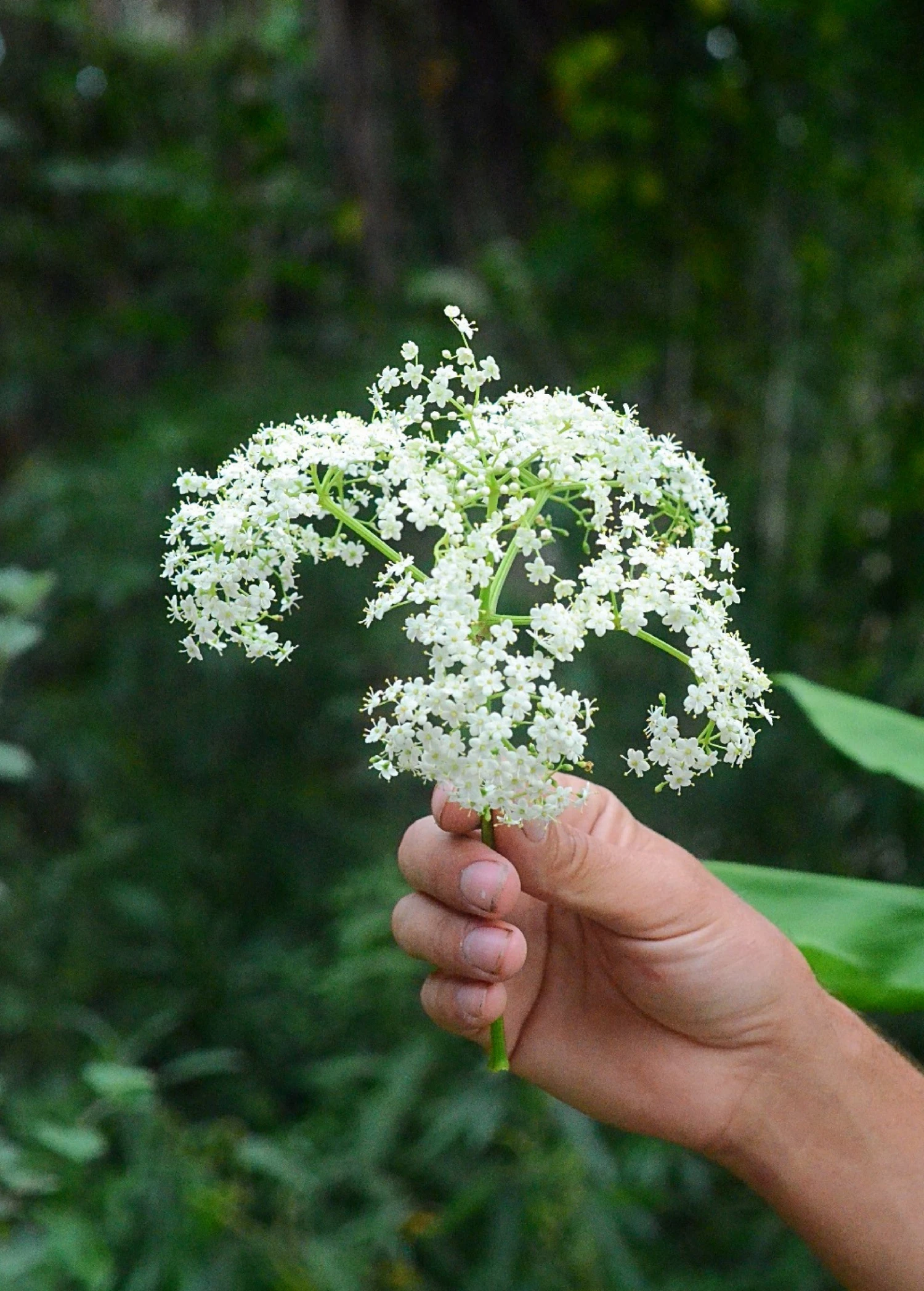 Elderberry, Florida Native (Sambucus Canadensis) 2 Elderberry, Florida Native (Sambucus Canadensis) - Image 2