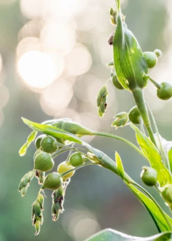 Job's Tears (Coix Lacryma-jobi) -Garden Supplies Sales 2024 Job s Tears Coix lacryma jobi