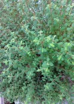 Jamaican Oregano (Lippia Micromera) 6 Jamaican Oregano (Lippia Micromera) -Garden Supplies Sales 2024 Lippia micromera shrub