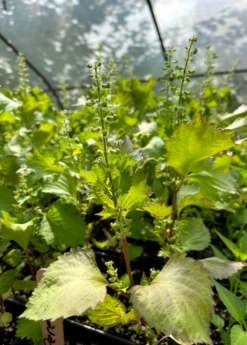 Korean Perilla (Perilla Frutescens) -Garden Supplies Sales 2024 LiveKoreanPerillaPlantSowExotic 1