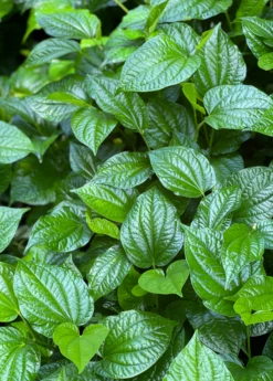 Lolot (Piper Sarmentosum) -Garden Supplies Sales 2024 Lolotsowexoticliveplantforsale 1