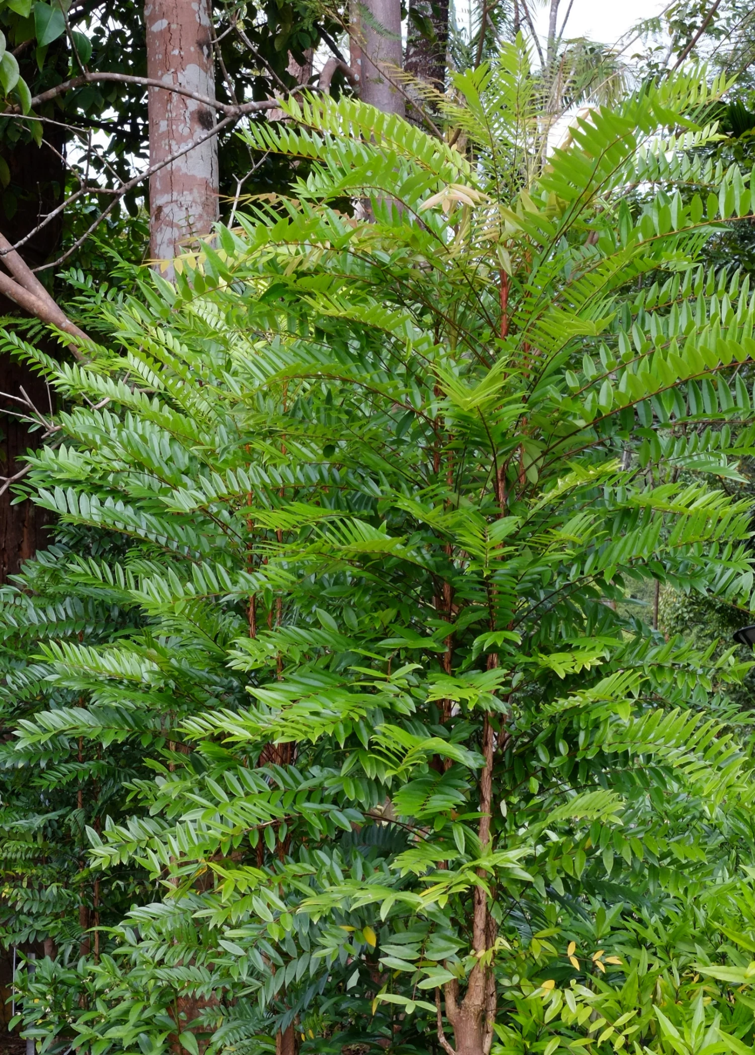 Longjack, Tongkat Ali (Eurycoma Longifolia) 1 Longjack, Tongkat Ali (Eurycoma Longifolia)