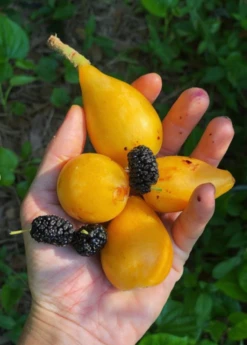 Loquat 'Christmas' (Eriobotrya Japonica) -Garden Supplies Sales 2024 Loquat Fruit Live Plant for sale Sow Exotic acc60edf 21fa 4c9e b3bb 189c46214105