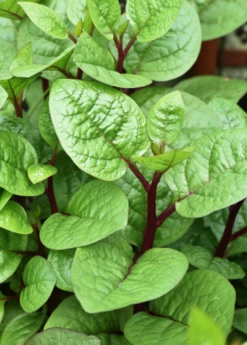 Malabar Spinach (Basella Alba) -Garden Supplies Sales 2024 Malabar Spinach Basella alba 2