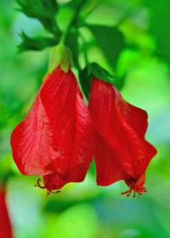 Turk's Cap (Malvaviscus Arboreus) 5 Turk's Cap (Malvaviscus Arboreus) -Garden Supplies Sales 2024 Malvaviscusarboreus turkscapedibleflowersowexotic
