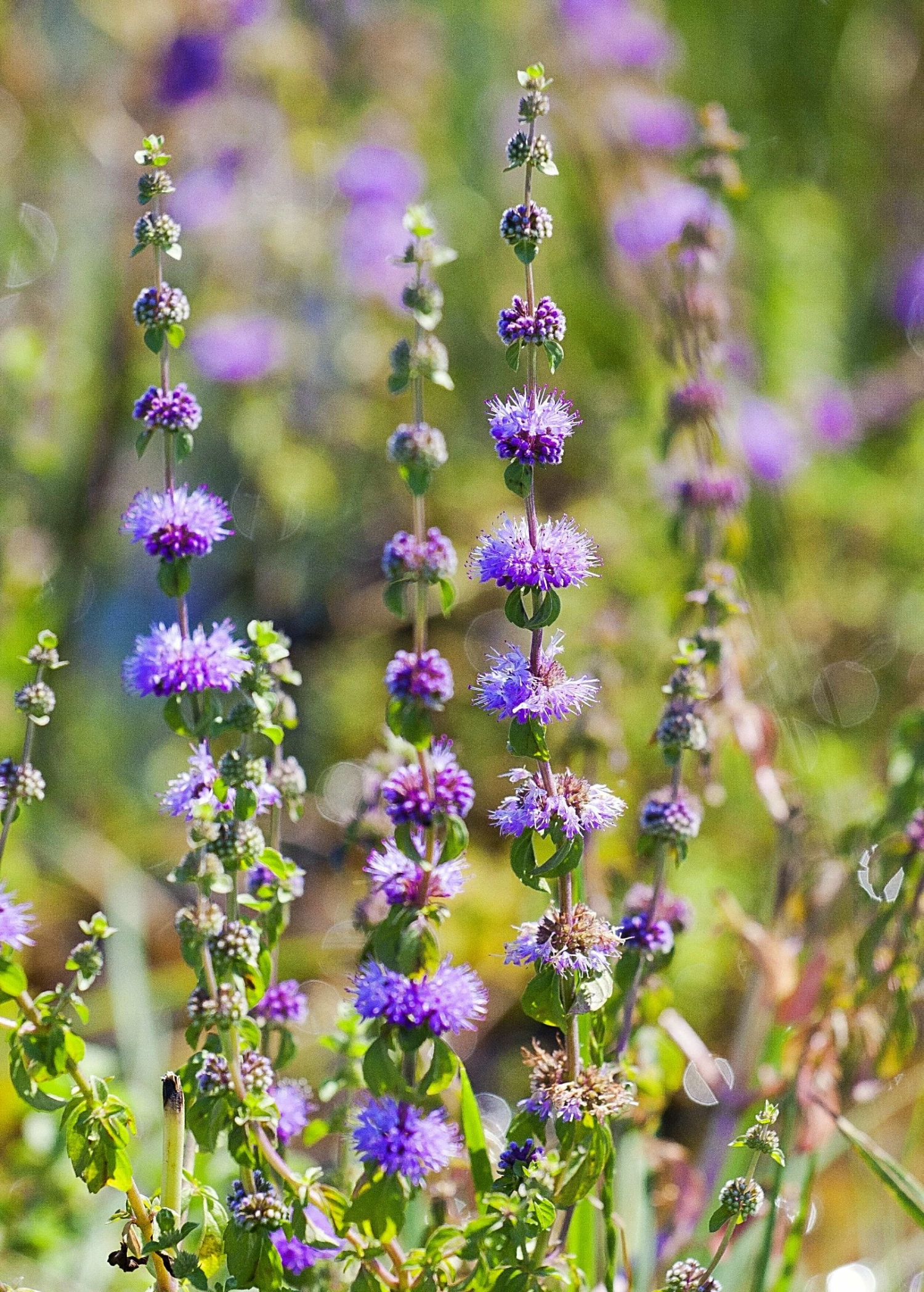 Pennyroyal (Mentha Pulegium) 2 Pennyroyal (Mentha Pulegium) - Image 2