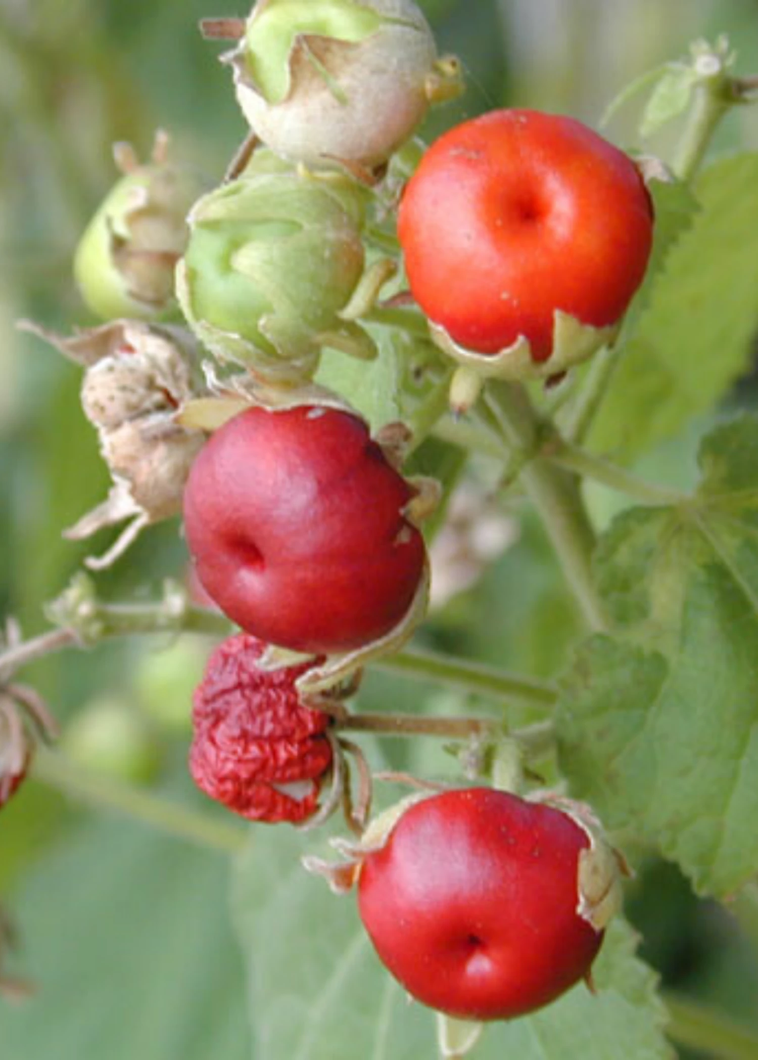 Manzanilla (Malvaviscus Arboreus Var. Drummondii) 2 Manzanilla (Malvaviscus Arboreus Var. Drummondii) - Image 2