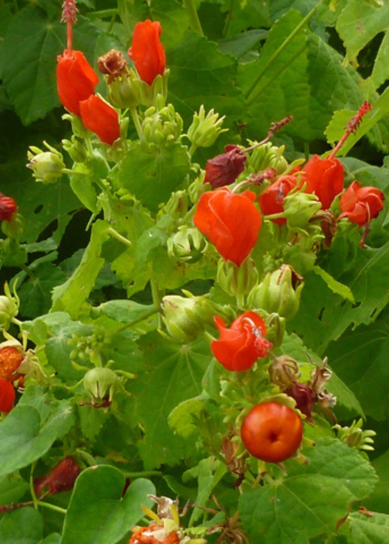 Manzanilla (Malvaviscus Arboreus Var. Drummondii) 1 Manzanilla (Malvaviscus Arboreus Var. Drummondii)