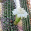 Mexican Ghost Pipe Cactus (Stenocereus Thurberi)