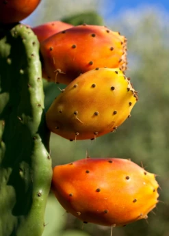 Prickly Pear (Opuntia Ficus-indica) 7 Prickly Pear (Opuntia Ficus-indica) -Garden Supplies Sales 2024 Mexican Tuna Prickly Pear Sale Sow Exotic Nursery