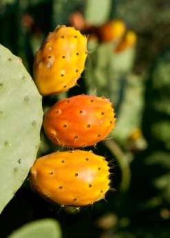 Prickly Pear (Opuntia Ficus-indica) 6 Prickly Pear (Opuntia Ficus-indica) -Garden Supplies Sales 2024 Mexican Tuna Prickly Pear Sale Sow Exotic Nursery 1