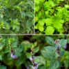 Mint Bundle: Vietnamese Mint, Moroccan Mint & Mojito Mint