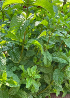 Moroccan Mint (Mentha Spicata) -Garden Supplies Sales 2024 MoraccanMintPlantsforSale SowExotic.com