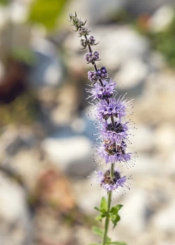 Moroccan Mint (Mentha Spicata) -Garden Supplies Sales 2024 MoraccanMintPlantsforSale SowExotic.com 1