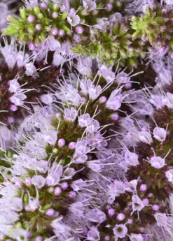 Moroccan Mint (Mentha Spicata) -Garden Supplies Sales 2024 MoraccanMintPlantsforSale SowExotic.com 2