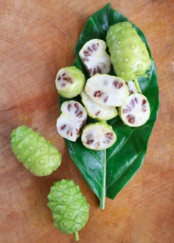 Noni (Morinda Citrifolia) -Garden Supplies Sales 2024 Morindacitrifolianonifruittreeforsalesowexotic 1